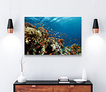 Obraz Koralový útes zs1130